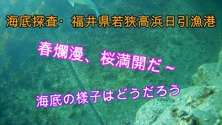 えむでテレビジョン258　海底探査・福井県若狭高浜日引漁港　春爛漫、桜満開だ～　海底の様子はどうだろう　＃海底探査