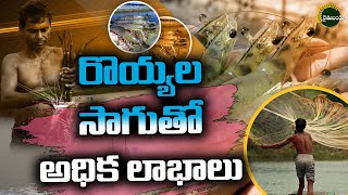 సేంద్రియ విధానంలో రొయ్యల సాగు  Full Episode  | Prawn Farming | Benefits Of Probiotics Utilisation