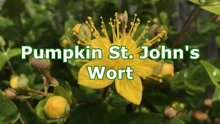 Hypericum Inodorum Pumpkin