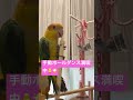 【シロハラ色羽ポールダンス満喫🥰】むーちゃん順番待ち😅🐥＃シロハラインコ＃caique＃インコ