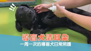 【導盲犬日常 Ep.76】#導盲犬 清耳朵 一周一次的導盲犬日常照護