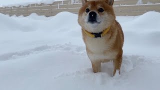 Here is the Shiba Inu when it became difficult due to heavy snow