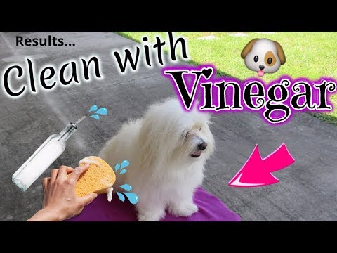 Dog Clean Routine, WHITE DOG, VINEGAR, Coton de tulear I Lorentix Dog Clean Routine, WHITE DOG, VINEGAR, Coton de tulear I Lorentix