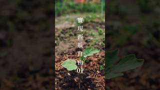 🍉今個夏天實現西瓜自由01 Grow watermelon in super hot summer 🍉 01