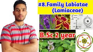 Family Lamiaceae or Labiatae||Floral characters||Floral formula and Economic importance|| B.Sc 2year