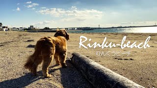 わんこと行く海辺散歩inりんくうビーチ　キャバリア（CavalierKingCharlesSpaniel）