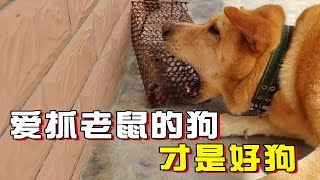 中华田园犬｜笼子里的老鼠瑟瑟发抖，还没放出来战斗就结束了～