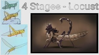 4 Stages of Locust