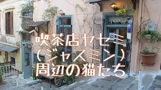 ギリシャの猫　 喫茶店ヤセミ周辺の猫たち　 アテネ市プラカ地区