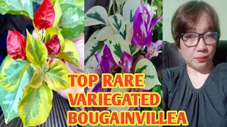 TOP RARE VARIEGATED BOUGAINVILLEA @margiepulido21