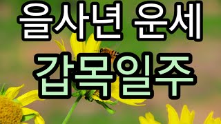 2025년 을사년- 갑목일주