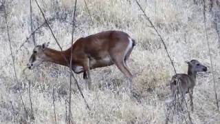 Ovis orientalis (Cyprian Wild Sheep, Cyprus Mouflon) Αγρινό - Cyprus