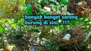 Berpetualang mencari sarang burung tekukur||sarang burung derkuku di alam liar..!!!