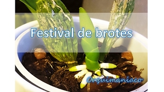 Orquídeas, crecimiento de nuevos brotes