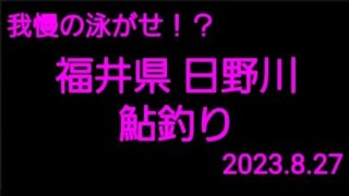 2023.8.20. 福井県 日野川  鮎釣り(渇水で大苦戦の巻)