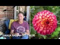 🌸🌸🌸 dahlias from swan island dahlia haul 2022 where to buy dahlias growing dahlias