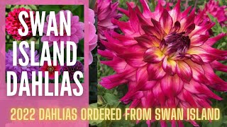 🌸🌸🌸 Dahlias From Swan Island || Dahlia Haul 2022 || Where To Buy Dahlias || Growing Dahlias