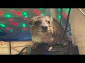 Hyrax Under the Disco Lights #hyrax #dassie pet rock hyrax