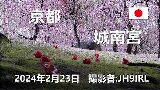 20240223　京都　城南宮のしだれ梅と椿まつり