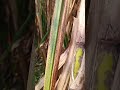 ऊस sugar cane sugarcane sugar shetakari kisan land kolhapur nature shetakariraja shorts