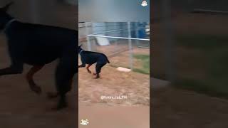 Poor dog😂😂😂#funny #usa #funnyvideo #cute #doglover #dog #usa