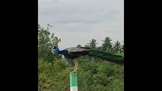 morning peacock visit #viralanimals #murugan #muruga #peacock #ommuruga