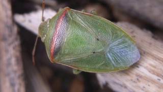 ［見島のいきものたち 230］ ふきだまりで越冬していたイチモンジカメムシ Piezodorus hybneri