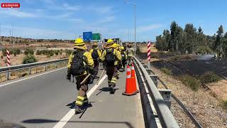 Incendio forestal en comuna de Puchuncaví.