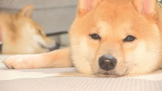 変な寝方をする弟柴犬が自分の間違いに気づいた時