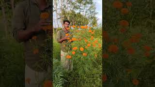 🏵️நாட்டு சாமந்தி பூ பயன்பாடுகள்   | Marigold | செண்டு மல்லி | Uzhudu Un | உழுது உண்