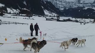 Schlittenhunde lenk manuel zeitler