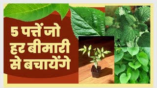 5 चमत्कारी पत्ते 🌿 जो बचाएंगे सैकड़ों बीमारियों से! 😱✨ 5 Miracle Leaves Save You from 100 bimari