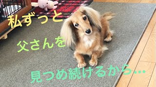 ミニチュアダックスフンド父さんを見つめ続けるモモさん(≧∀≦)