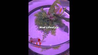 #wnf #wnflifestyle #artaquarium #金魚藝術展 #金魚