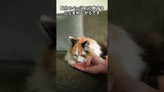 猫の言語能力が最強！可愛い猫の雑学#cat #未知なるキャット#catbehavior#未知なるキャット#雑学#キャット #catcare #pettingcat #ねこ