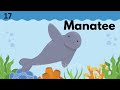 50 sea animals dive into the ocean with 50 sea animals children educational video