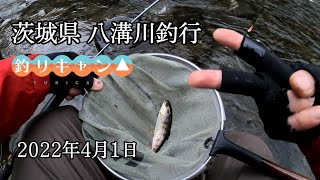 【渓流釣り】茨城県大子町で渓流釣りとソロキャンプ【八溝川】【餌釣り】【渓流釣り解禁】【キャンプ村やなせ】