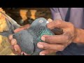 indrerjeet bhai ke desi kabutar ka shaukh pigeon bereeding progress sartaj pigeons