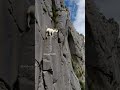 super goat shortvideo goats mountains love nature