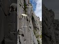 super goat shortvideo goats mountains love nature