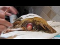 Fixingtreating a chicken prolapse vent & removing a bound egg
