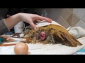 Fixingtreating a chicken prolapse vent & removing a bound egg