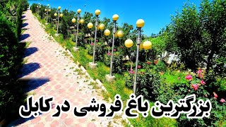 بزرگترین باغ که در افغان هاوس ثبت شده و به فروش می رسد. چگونه است؟😱😱😱