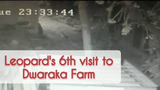 Leopard's 6th visit to Dwaraka Farm