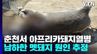 춘천 돼지 농가서 아프리카돼지열병...\