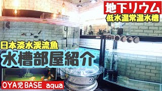 【日本淡水魚／地下リウム】日本淡水魚部屋の常温飼育水槽紹介／水温9.2℃・ チョウザメ・淡水タラ・イワナ・ヤマメ・オショロコマ・ニジマス・オヤニラミ