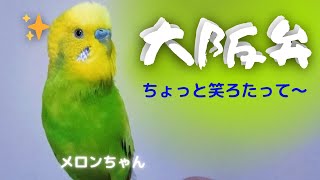 【大阪弁ちょっと笑ろたって～🤣】おしゃべりインコメロンちゃん