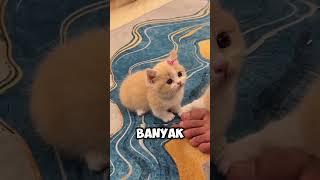 Kucing Ini Sedih Sekali #catfunny #shortvideo #fyp