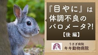 目の病気 うさぎの目やにがでるのはどんな病気？後編【うさぎの病院】