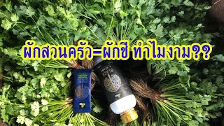 4Tree ผักชี พืชผักสวนครัว สนใจ 063-5164500